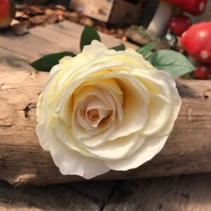Single Cream Kaia Rose Stem (65cm)