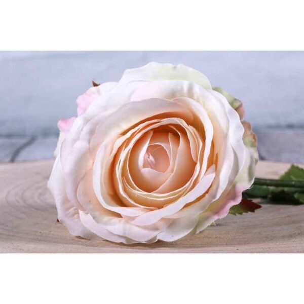 Small Champagne Camelot Open Rose Stem (75cm)