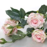 Cream Pink Camelot Garden Rose Spray Stem (70cm)