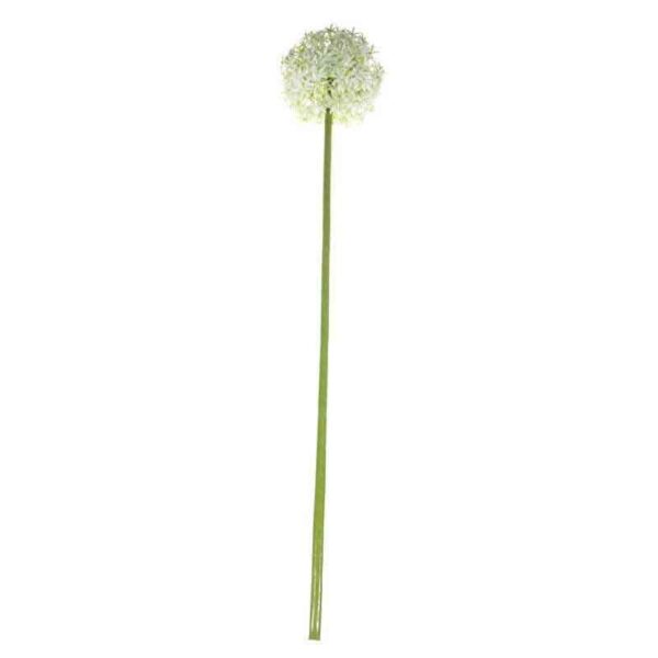 Single Cream Allium Stem (76cm)