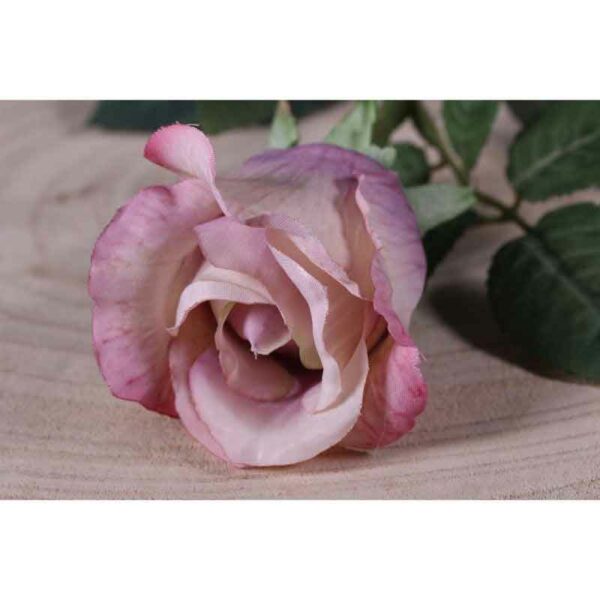 Single Antique Pink Celia Rose Stem (71cm)