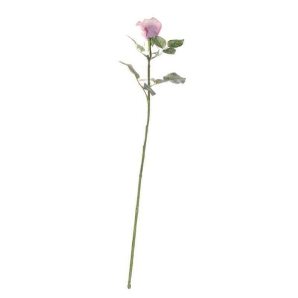 Single Antique Pink Celia Rose Stem (71cm)