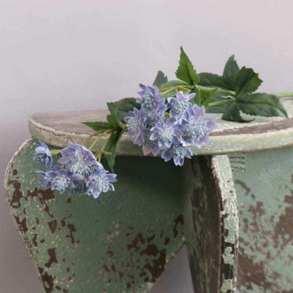 Blue Astrantia Stem -14 Flowers (50cm)