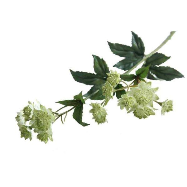 Green Astrantia Stem -14 Flowers (50cm)
