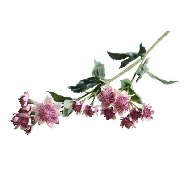 Pink Astrantia Stem -14 Flowers (50cm)