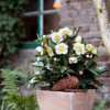 Plant Helleborus 'HGC Snow Dance' in a container for an entrance