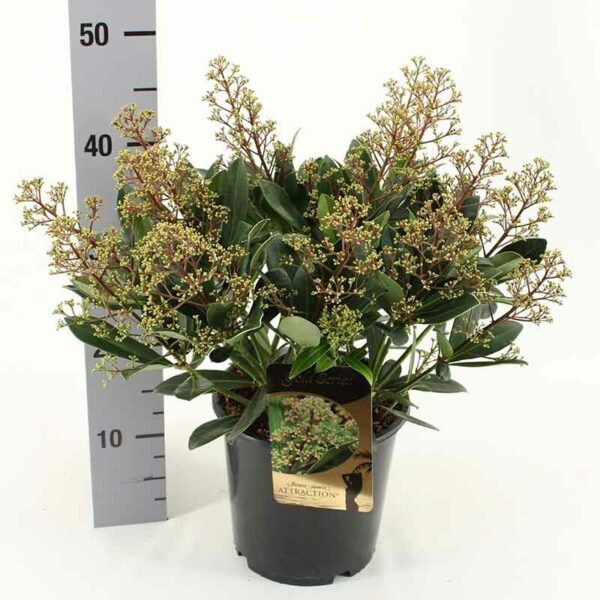 Skimmia japonica ‘Attraction’ (Gold Series)