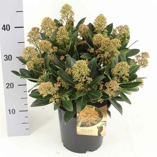 Skimmia japonica ‘Miracle’ (Gold Series)