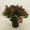 Skimmia japonica ‘Pink Giant’ (Gold Series)