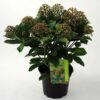 Skimmia japonica ‘Smits Glorious’ (Gold Series)