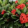 Skimmia japonica Temptation Gold Series Red Berries