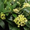 Skimmia japonica ‘Temptation’ Gold Series White berries