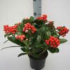 Skimmia japonica ‘Temptation’ (Gold Series) White or Red Berries