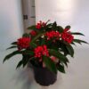 Skimmia japonica subsp. reevesiana (Gold Series)
