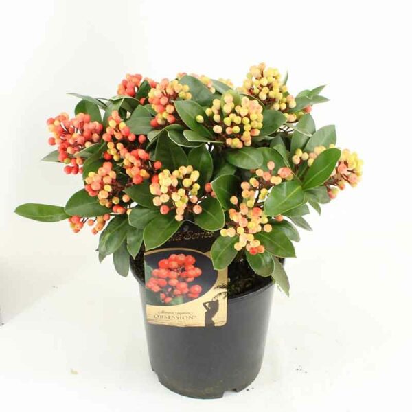 Small Skimmia japonica ‘Obsession’ (Gold Series)