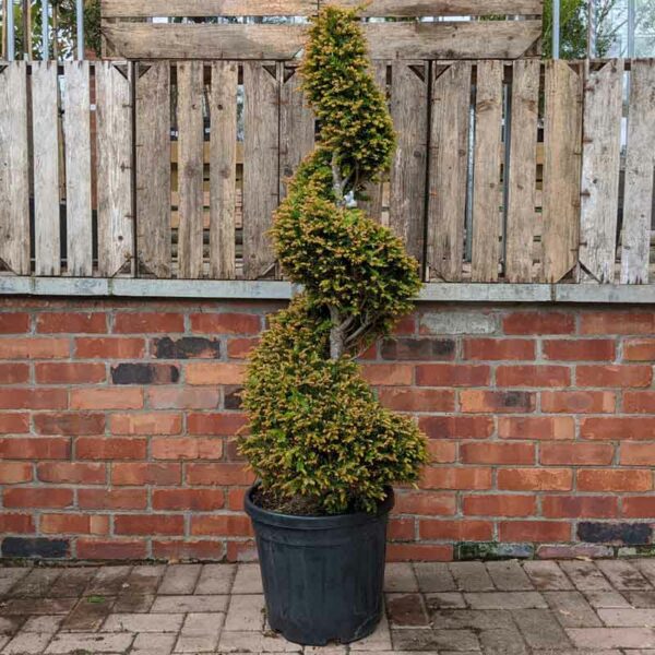 Taxus baccata ‘Spiral’ Topiary Yew 100 -120cm tall