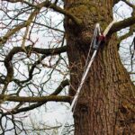 Showing the Kent & Stowe Telescopic Tree Lopper in use