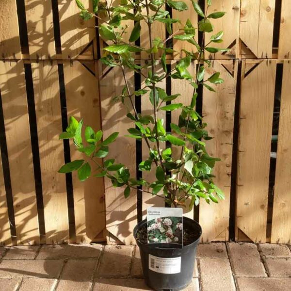 Viburnum × burkwoodii (3 litre pot)