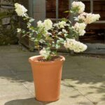 Yorkshire Flowerpots Tall Flowerpot in garden
