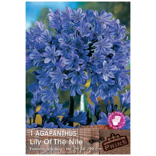 Agapanthus 'Lily of the Nile' (1 bulb)
