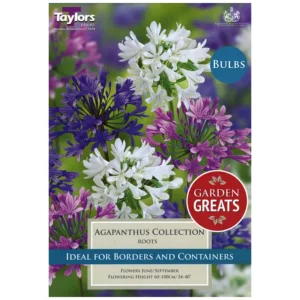 Agapanthus Collection (3 roots)