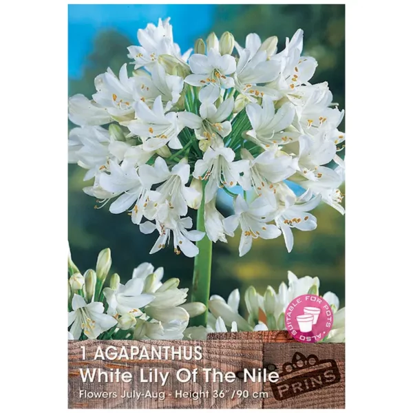 Agapanthus 'White Lily of the Nile' (1 bulb)