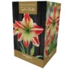 Amaryllis 'Ambiance' (Premium Indoor Growing Kit Gift Pack)