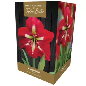 Amaryllis 'Barbados' (Premium Indoor Growing Kit Gift Pack)