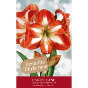 A packaging gift box containing an Amaryllis 'Candy Cane' bulb, a pot and compost. The packaging has an image of a large red 'Candy Cane' flower.