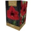 Amaryllis 'Carmen' (Premium Indoor Growing Kit Gift Pack)
