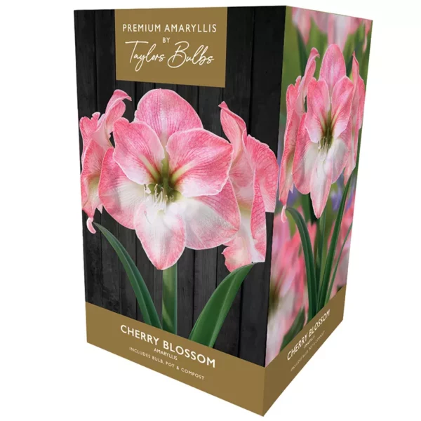Amaryllis 'Cherry Blossom' (Premium Indoor Growing Kit Gift Pack)
