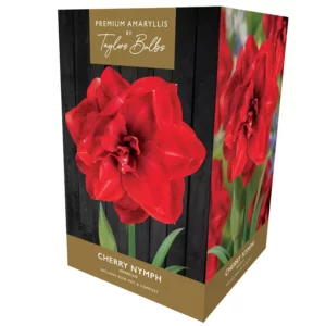 Amaryllis 'Cherry Nymph' (Premium Indoor Growing Kit Gift Pack)