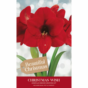 A packaging gift box containing an Amaryllis 'Christmas Wish' bulb, a pot and compost. The packaging has an image of a large red 'Christmas Wish' flower.