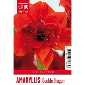 Bulb packaging showing a single large red Amaryllis 'Double Dragon' flower. The packaging also features the words Amaryllis 'Double Dragon' and the Kapiteyn logo.