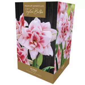 Amaryllis 'Elvas' (Premium Indoor Growing Kit Gift Pack)