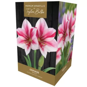 Amaryllis 'Gervase' (Premium Indoor Growing Kit Gift Pack)
