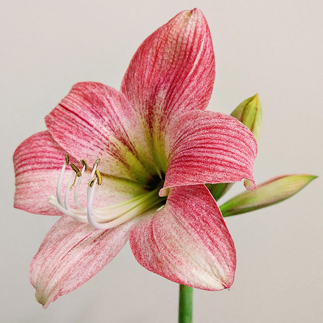 A large Amaryllis flower head with recurved petals of streaked and mottled pink and white.