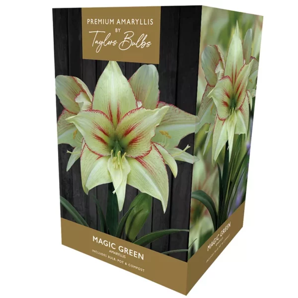 Amaryllis 'Magic Green' (Premium Indoor Growing Kit Gift Pack)