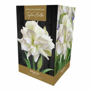 A packaging gift box containing an Amaryllis 'Marilyn' bulb, a pot and compost. The packaging has an image of a large white 'Marilyn' flower.