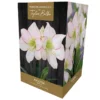 Amaryllis 'Picotee' (Premium Indoor Growing Kit Gift Pack)