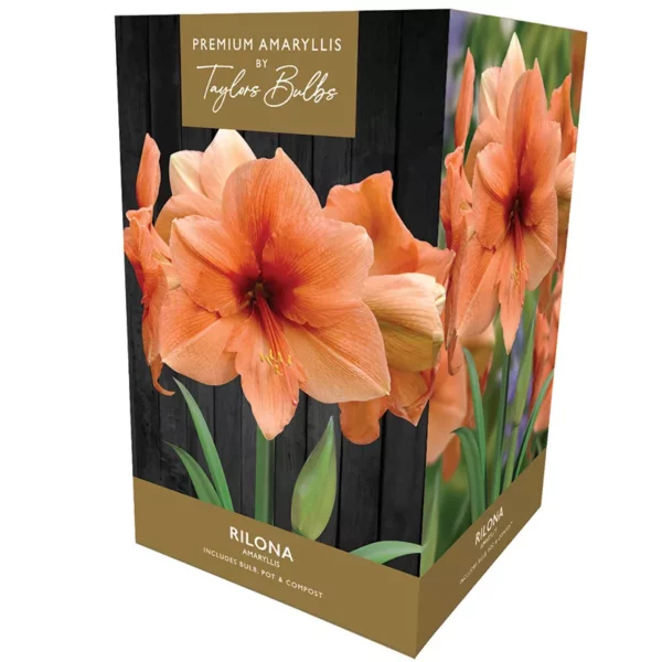 Amaryllis 'Rilona' (Premium Indoor Growing Kit Gift Pack)