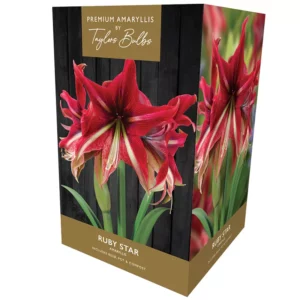 Amaryllis 'Ruby Star' (Premium Indoor Growing Kit Gift Pack)