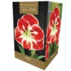 Amaryllis 'Samba' (Premium Indoor Growing Kit Gift Pack)