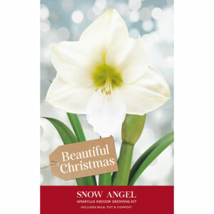 A packaging gift box containing an Amaryllis 'Snow Angel' bulb, a pot and compost. The packaging has an image of a large white 'Snow Angel' flower.