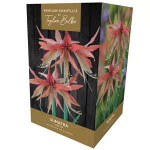 Amaryllis 'Sumatra' (Premium Indoor Growing Kit Gift Pack)