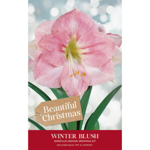A packaging gift box containing an Amaryllis 'Winter Blush' bulb, a pot and compost. The packaging has an image of a large pink 'Winter Blush' flower.