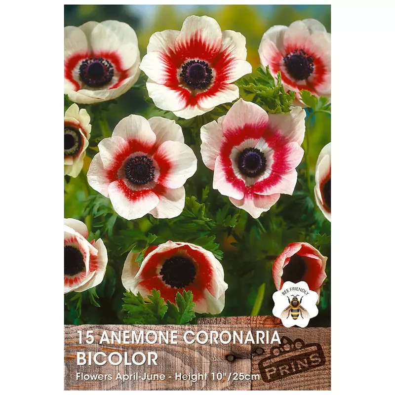 Anemone 'De Caen Bicolor' (15 Bulbs)