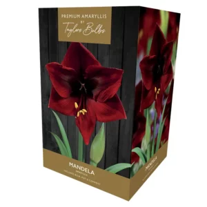 Amaryllis ‘Mandela’ (Premium Indoor Growing Kit Gift Pack)