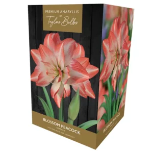Amaryllis ‘Blossom Peacock’ (Premium Indoor Growing Kit Gift Pack)