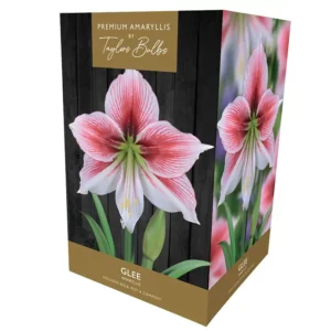 Amaryllis ‘Glee’ (Premium Indoor Growing Kit Gift Pack)